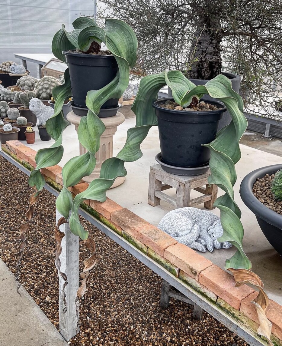 Welwitschia mirabilis