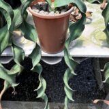 Welwitschia mirabilis