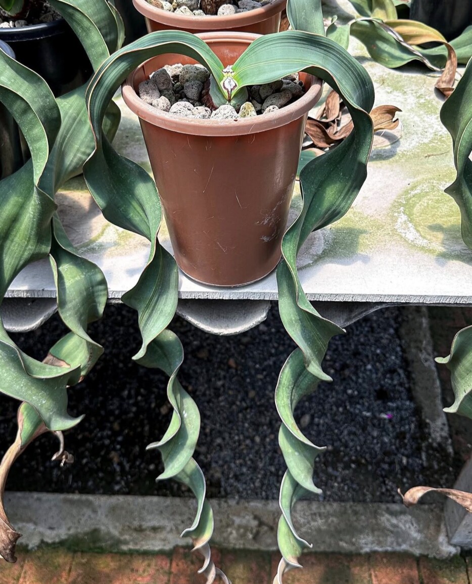 Welwitschia mirabilis