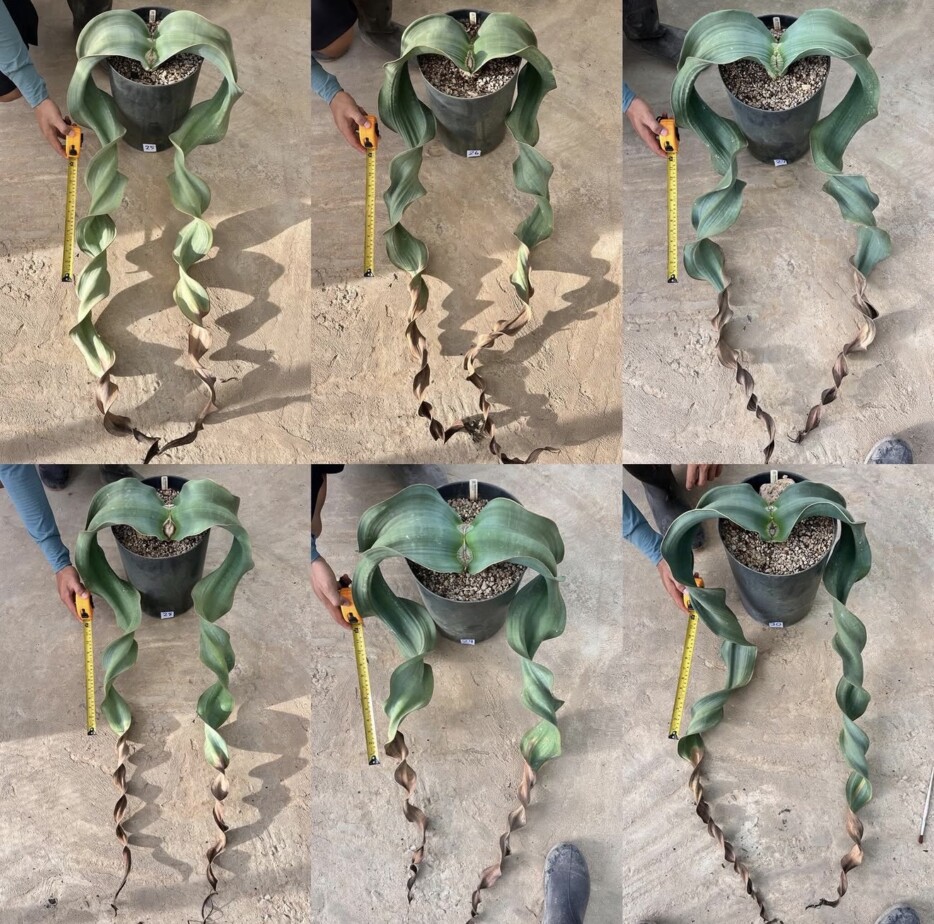 Welwitschia mirabilis
