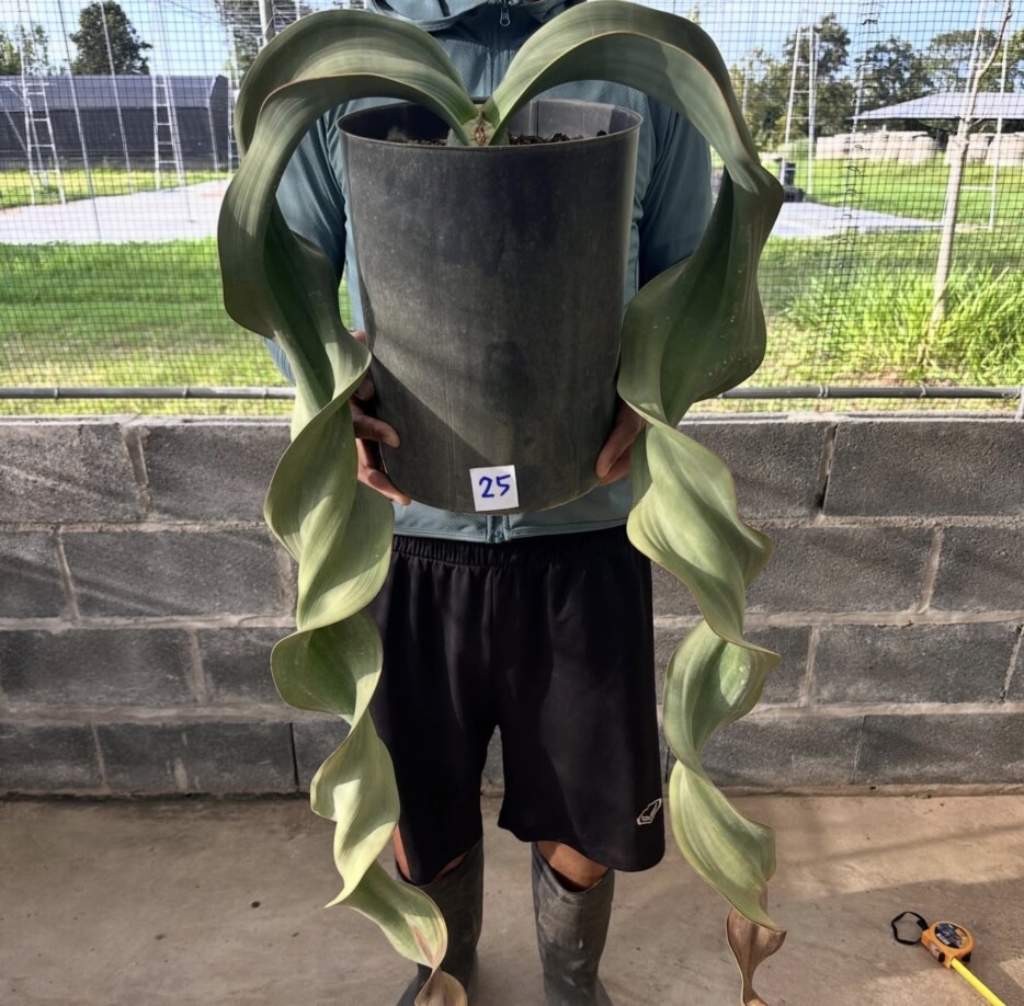 Welwitschia mirabilis - Image 8
