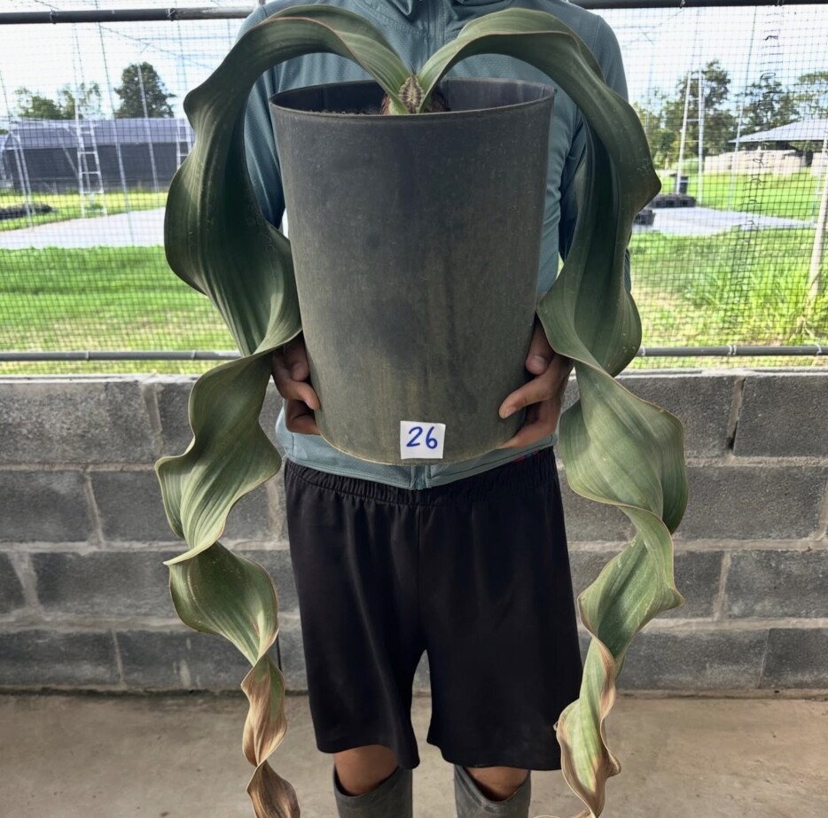 Welwitschia mirabilis - Image 7
