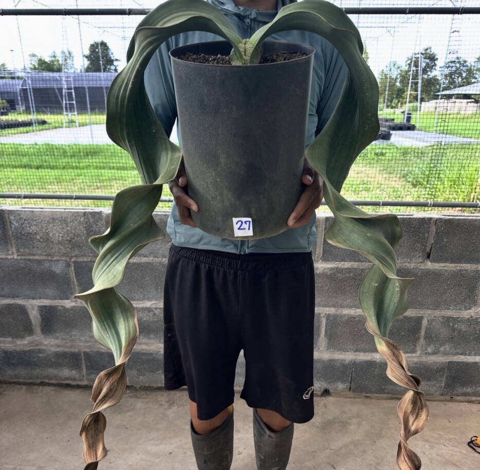Welwitschia mirabilis - Image 6