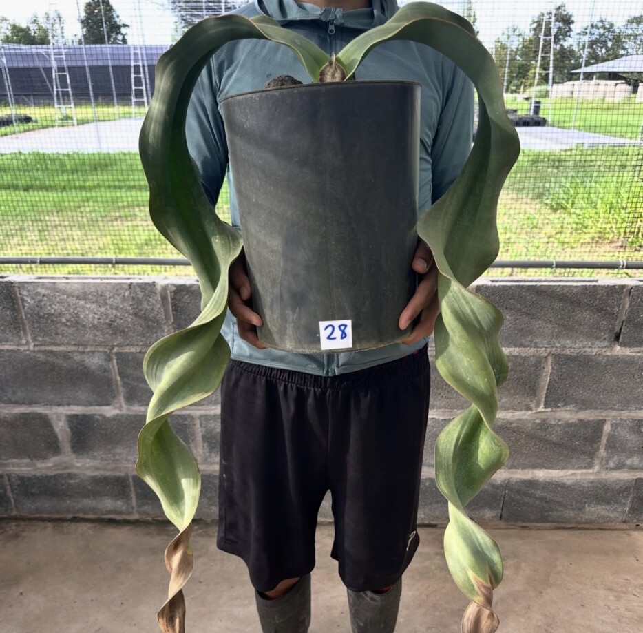 Welwitschia mirabilis - Image 5