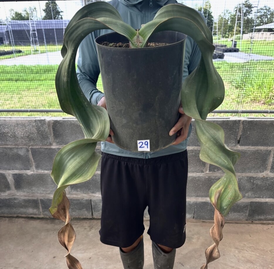 Welwitschia mirabilis - Image 4