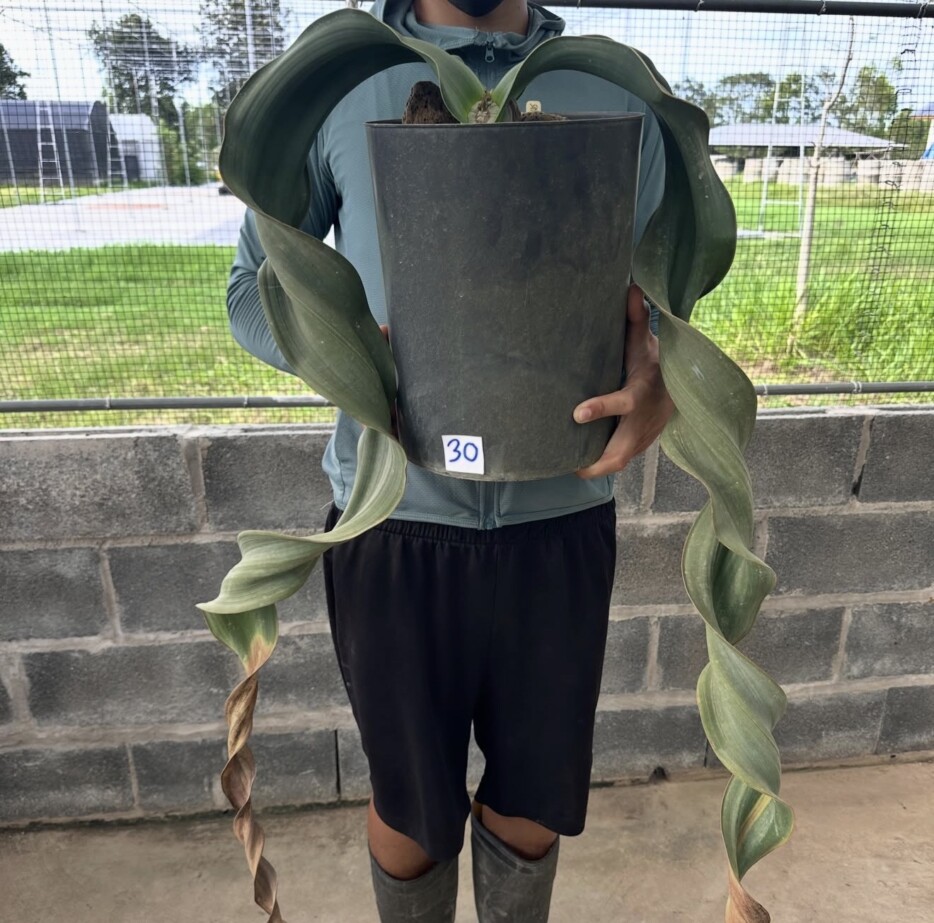 Welwitschia mirabilis - Image 3