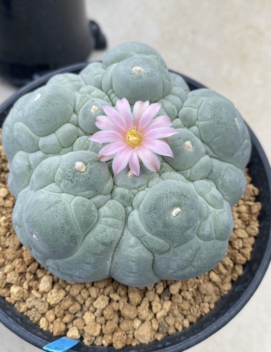 peyote (Lophophora williamsii)