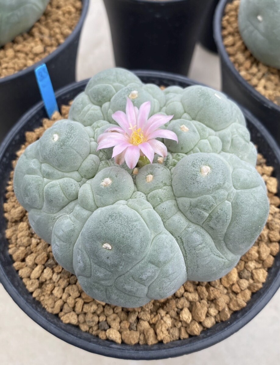 peyote (Lophophora williamsii) - Image 15