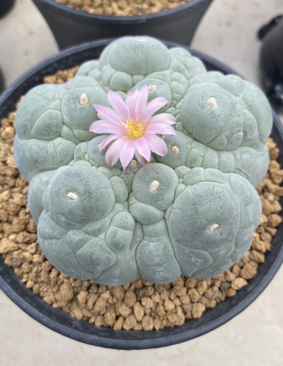 peyote (Lophophora williamsii)