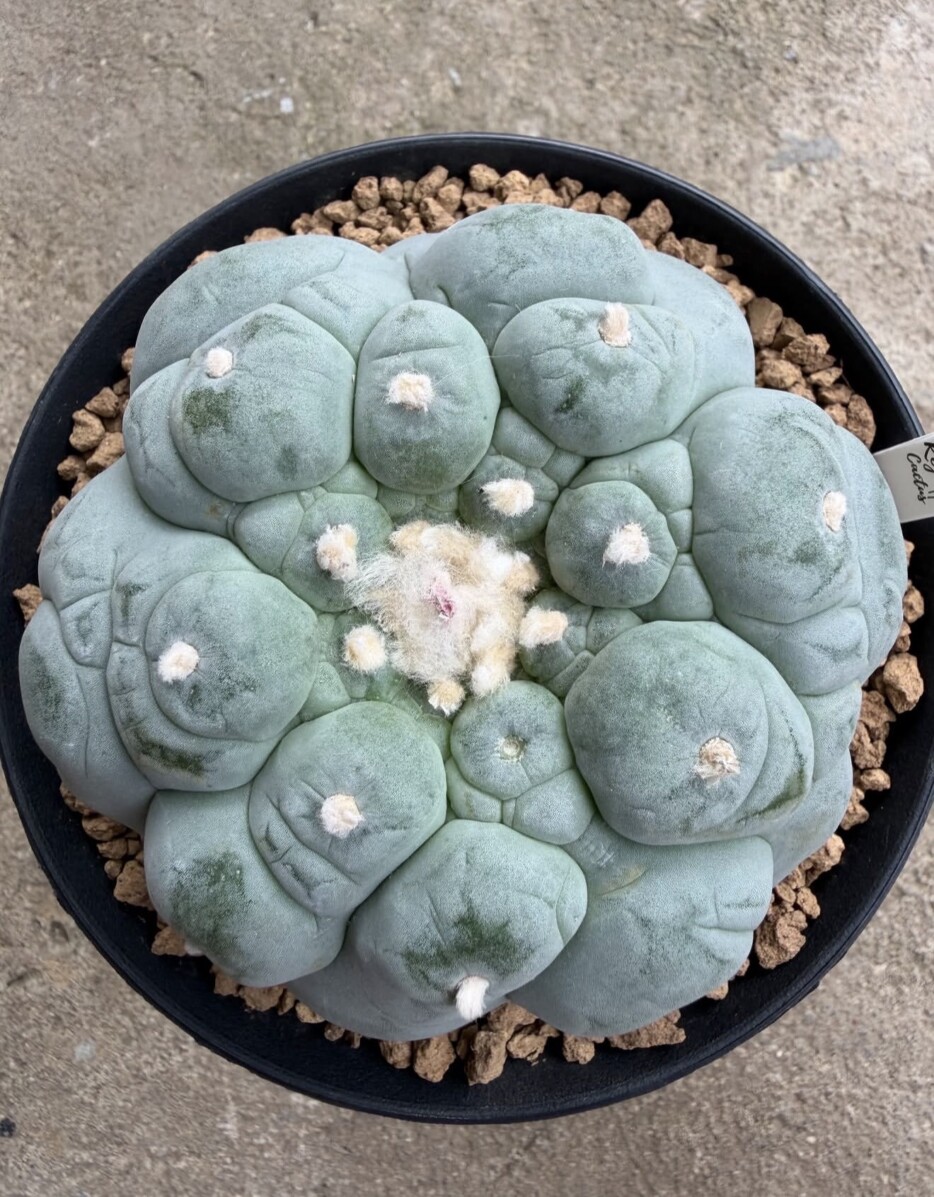 peyote (Lophophora williamsii) - Image 12
