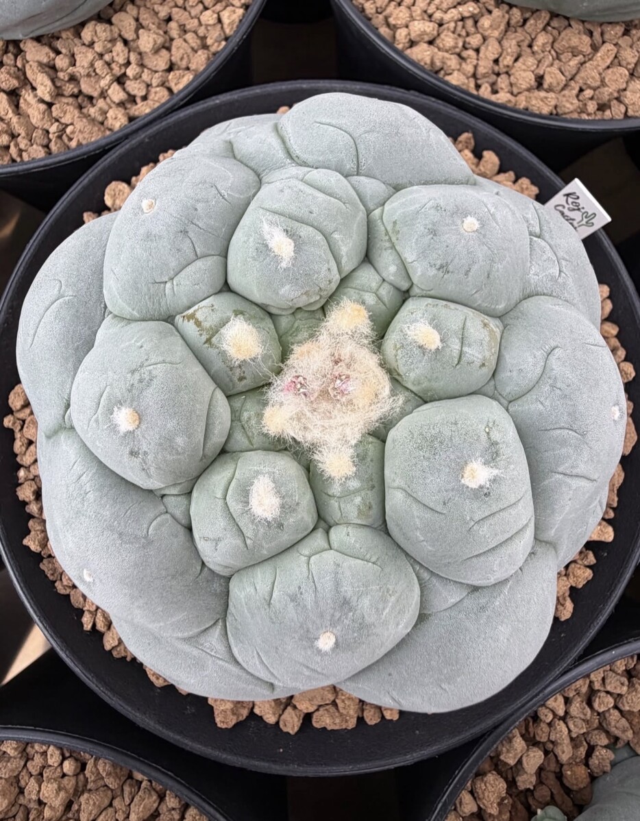 peyote (Lophophora williamsii)