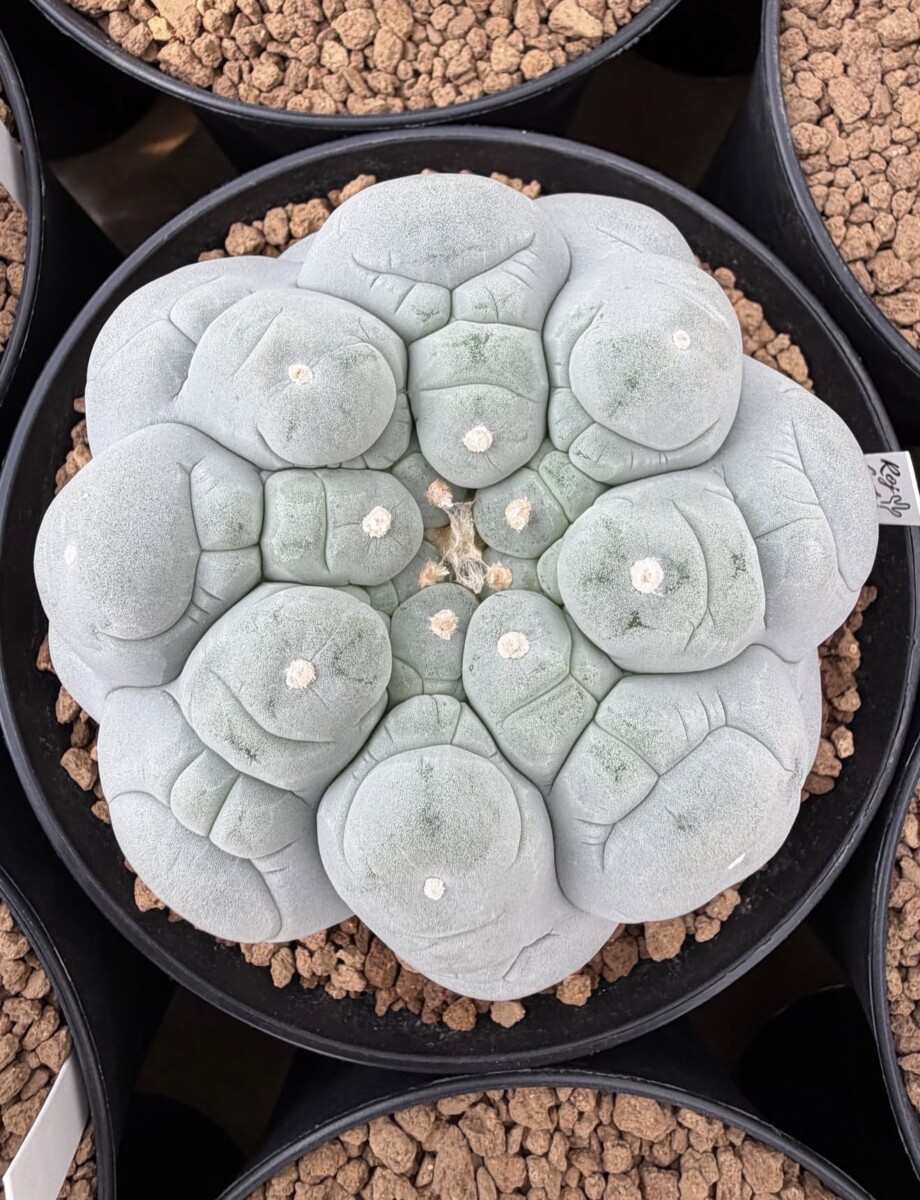 peyote (Lophophora williamsii) - Image 10