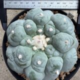 peyote (Lophophora williamsii)