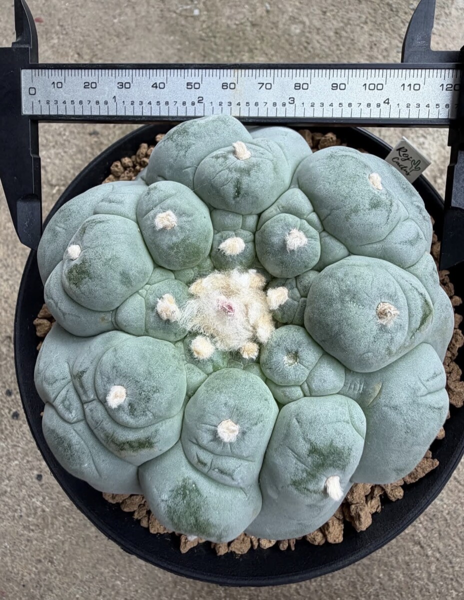 peyote (Lophophora williamsii)