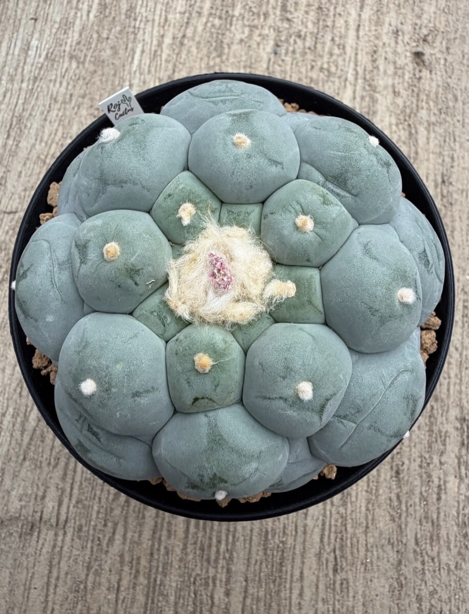 peyote (Lophophora williamsii) - Image 5