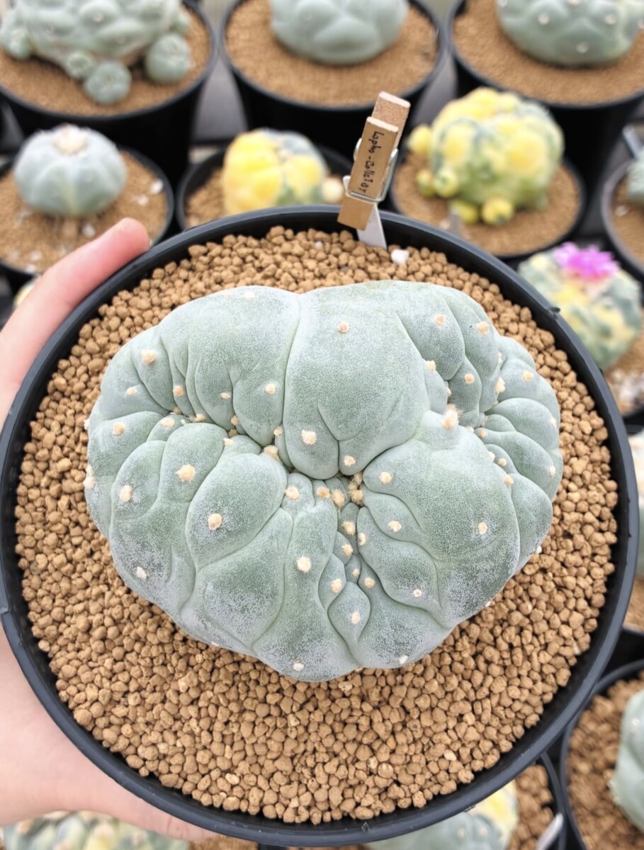 peyote (Lophophora williamsii) - Image 6