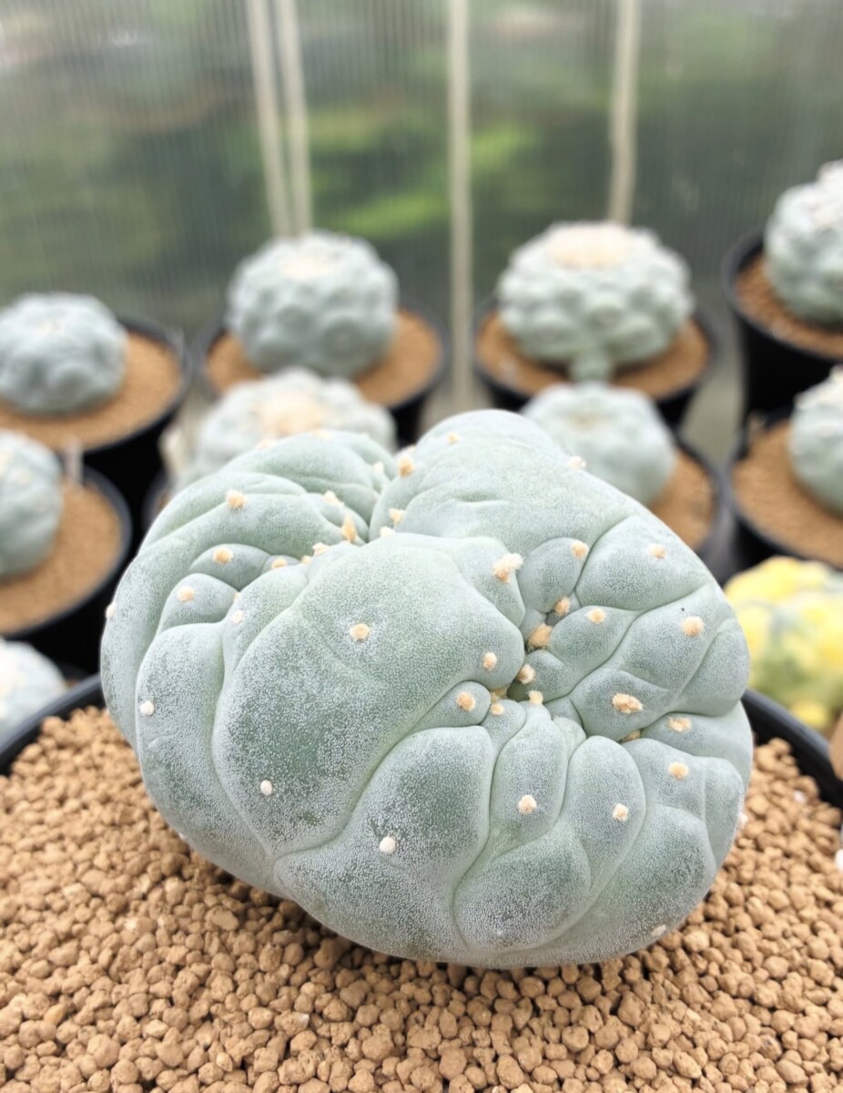 peyote (Lophophora williamsii) - Image 7