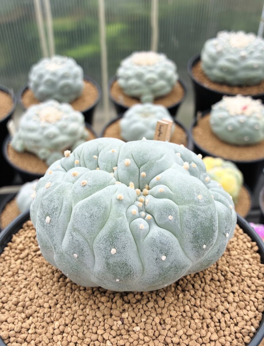 peyote (Lophophora williamsii) - Image 8