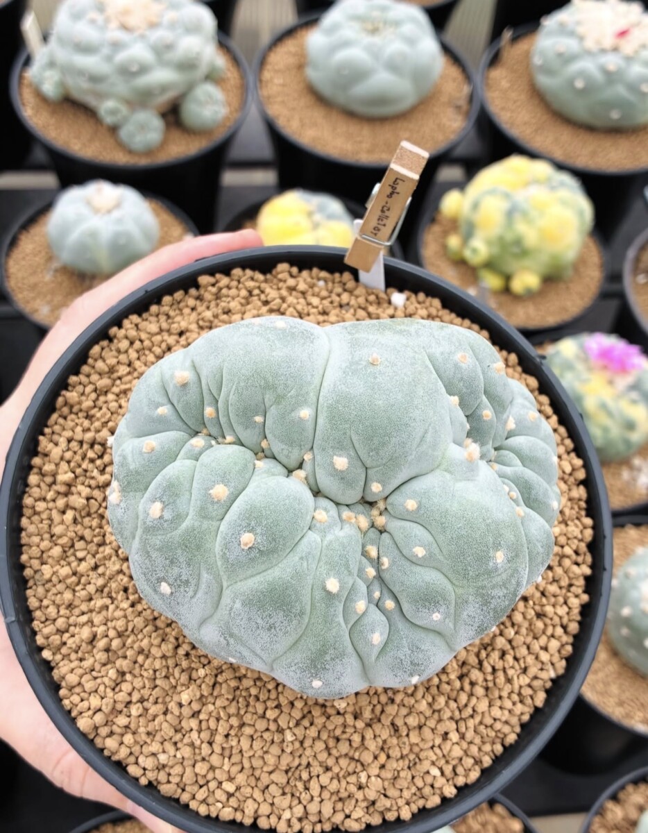 peyote (Lophophora williamsii) - Image 9
