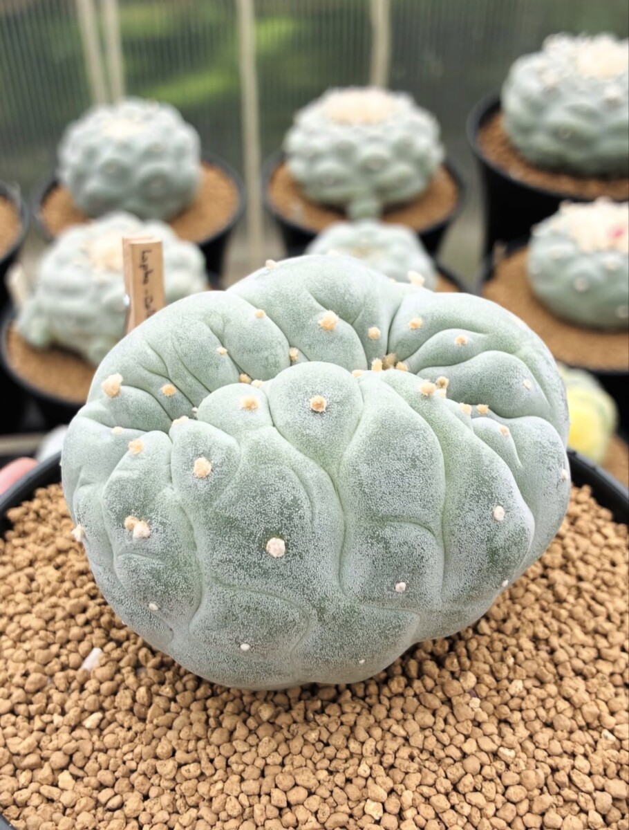 peyote (Lophophora williamsii) - Image 3