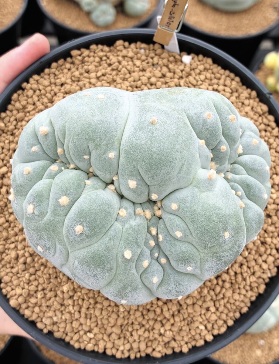 peyote (Lophophora williamsii) - Image 4