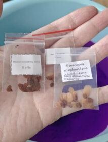 Dioscorea elephantipes seeds