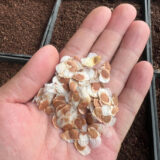 Dioscorea elephantipes seeds