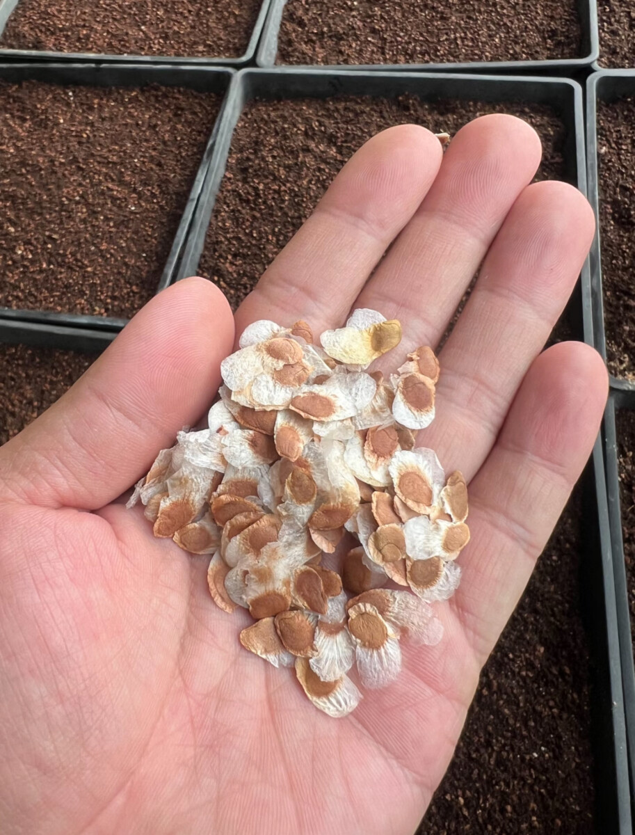 Dioscorea elephantipes seeds