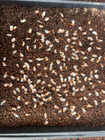 Dioscorea elephantipes seeds
