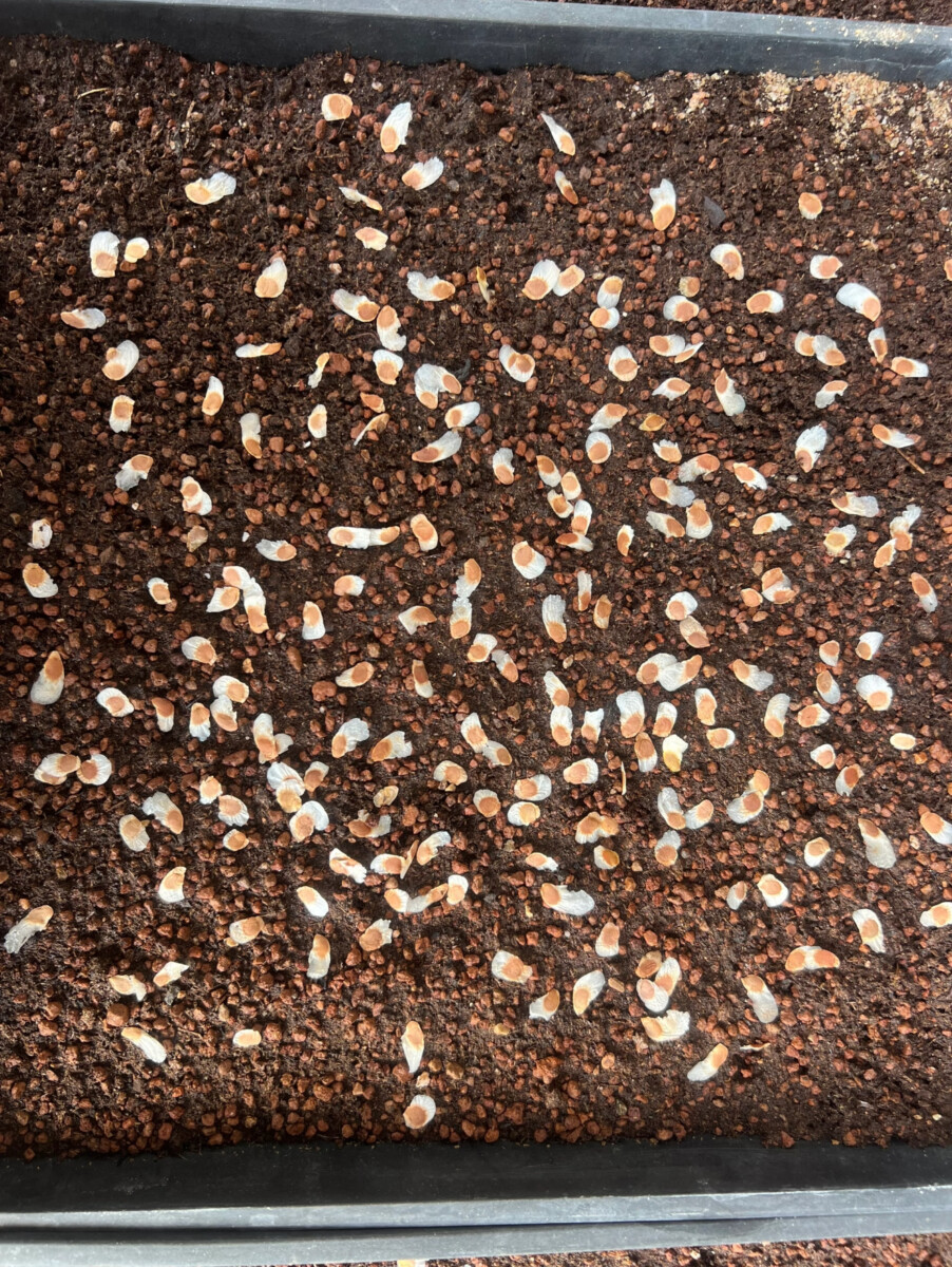 Dioscorea elephantipes seeds