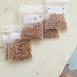 pachypodium densiflorum seeds