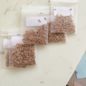 pachypodium densiflorum seeds