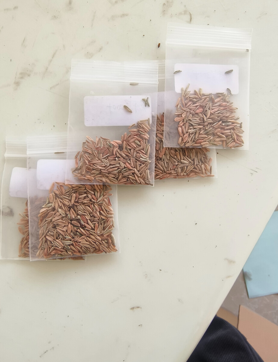 pachypodium densiflorum seeds