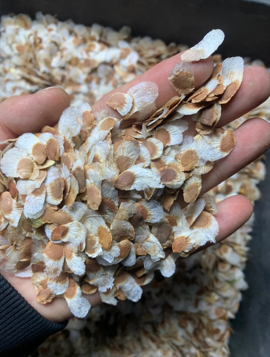 Dioscorea elephantipes seeds