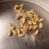 pachypodium densiflorum seeds