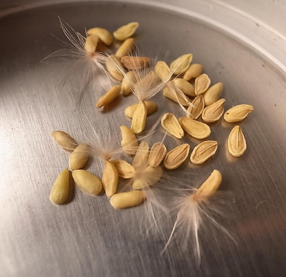 pachypodium densiflorum seeds