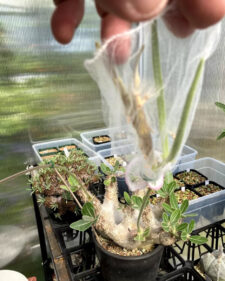 pachypodium densiflorum seeds