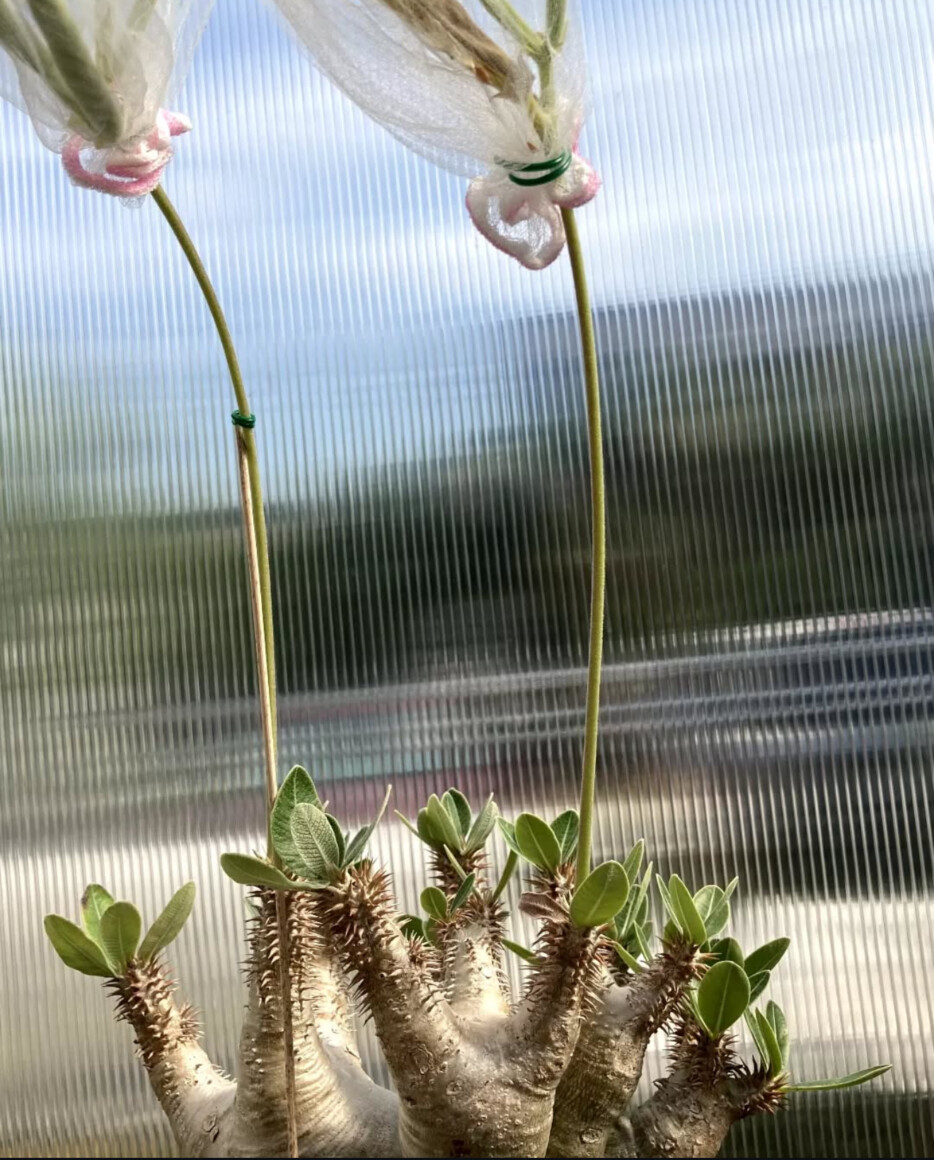pachypodium densiflorum seeds