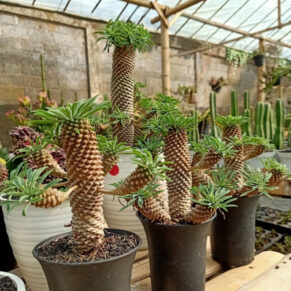 Euphorbia sotetsu-kirin