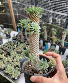 Euphorbia sotetsu-kirin
