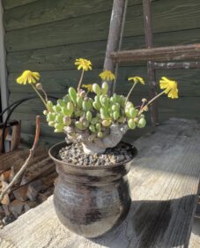 othonna clavifolia