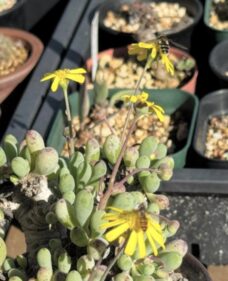 othonna clavifolia