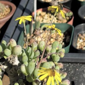othonna clavifolia