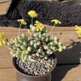 othanna clavifolia