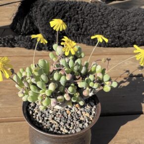 othanna clavifolia