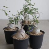 fockea edulis