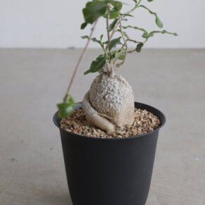 fockea edulis