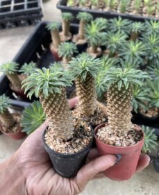 Euphorbia sotetsu-kirin