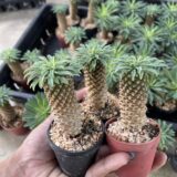 Euphorbia sotetsu-kirin