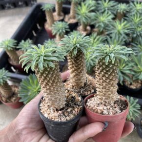 Euphorbia sotetsu-kirin
